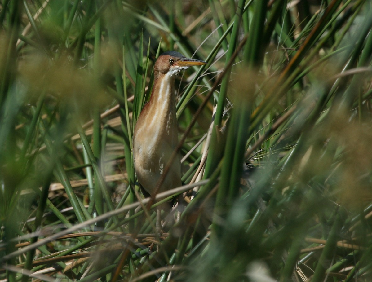 Least Bittern - ML627781129