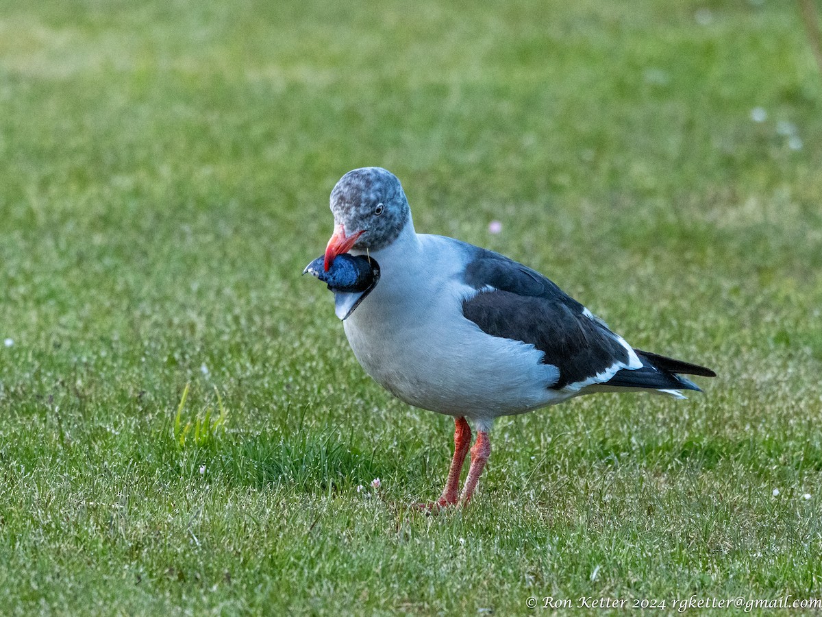 Dolphin Gull - ML627781131