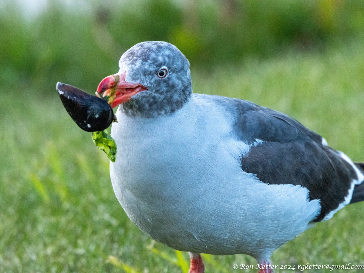 Dolphin Gull - ML627781133