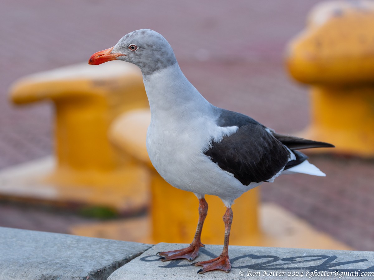 Dolphin Gull - ML627781134