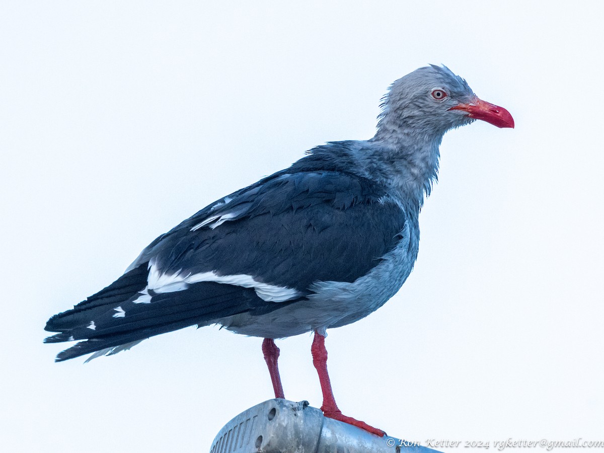 Dolphin Gull - ML627781135