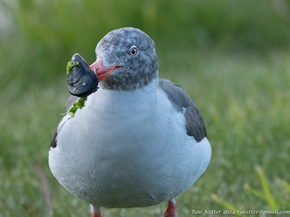 Dolphin Gull - ML627781136