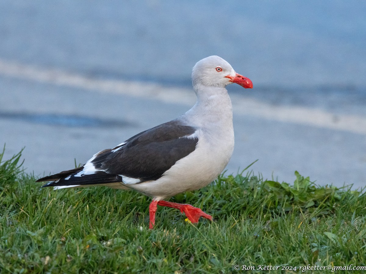 Dolphin Gull - ML627781137