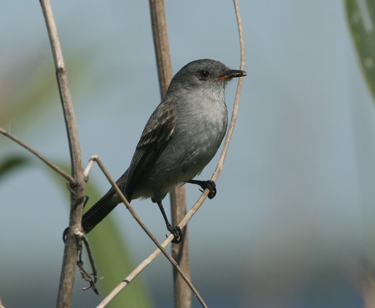 Sooty Tyrannulet - ML627781141