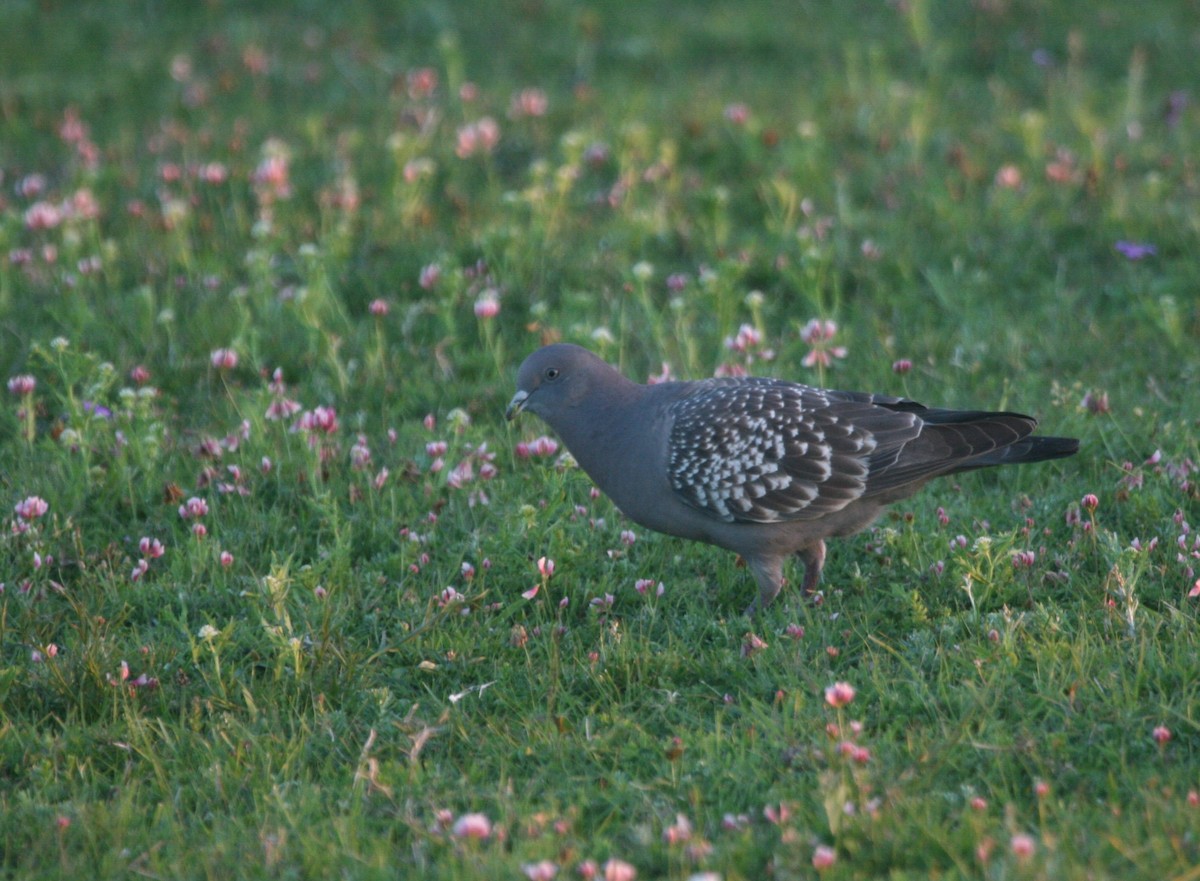 Spot-winged Pigeon - ML627781155