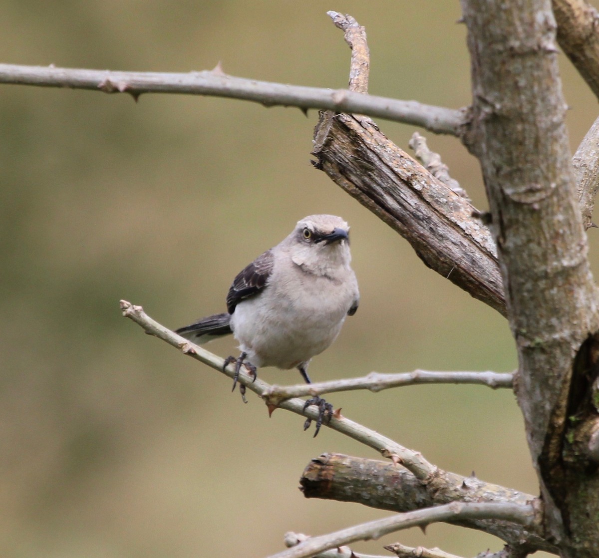 Tropical Mockingbird - ML627781168