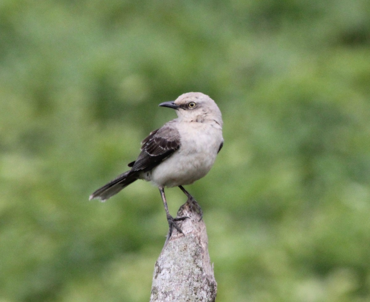 Tropical Mockingbird - ML627781169