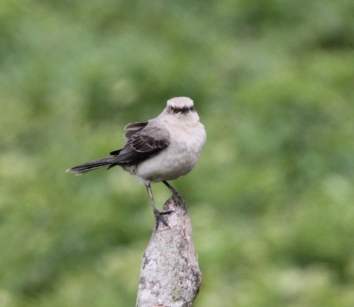 Tropical Mockingbird - ML627781170