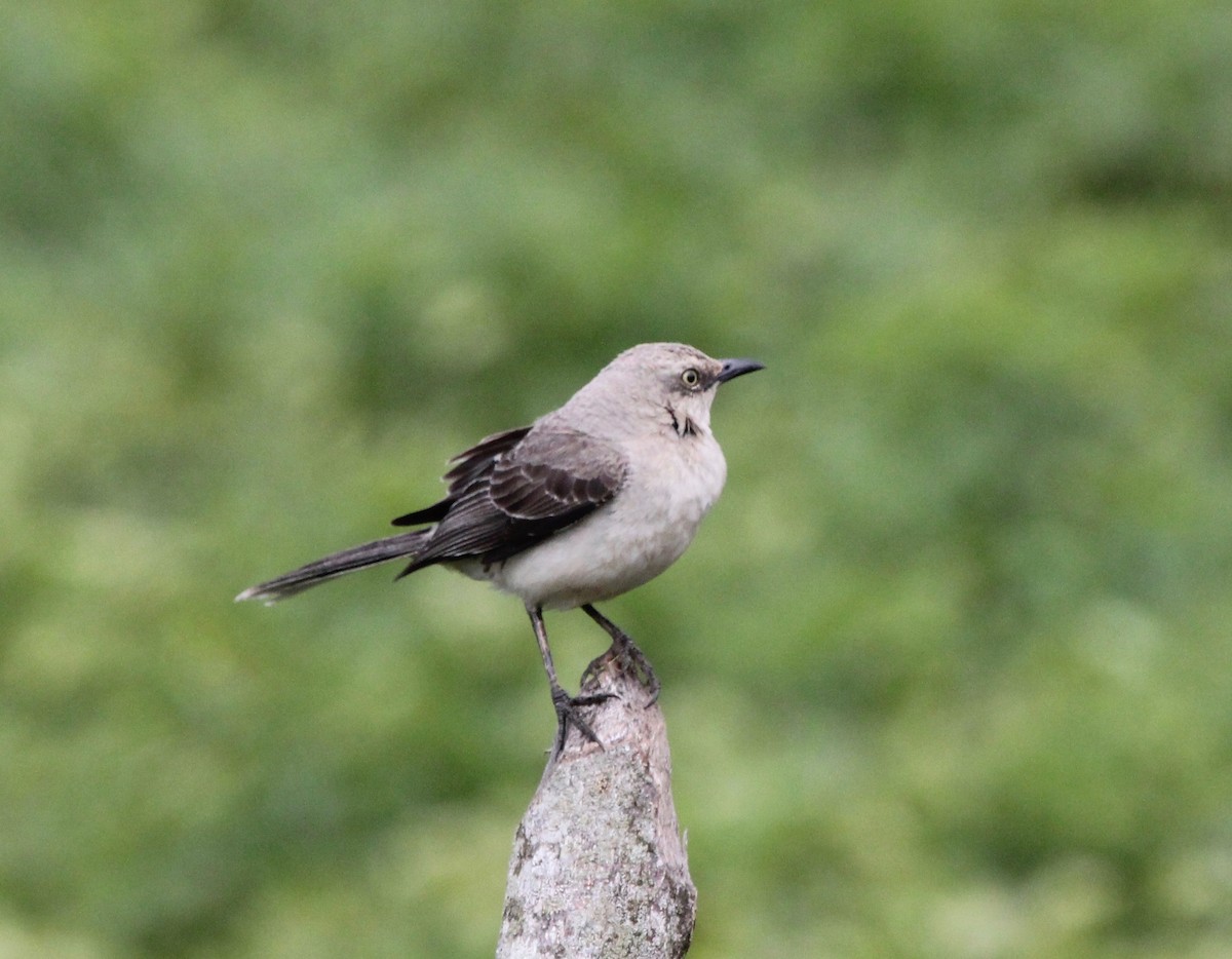 Tropical Mockingbird - ML627781171