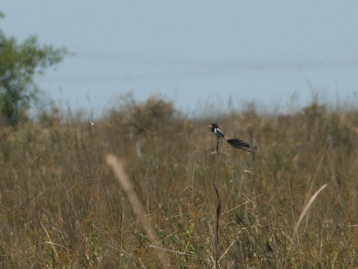 Strange-tailed Tyrant - ML627781185