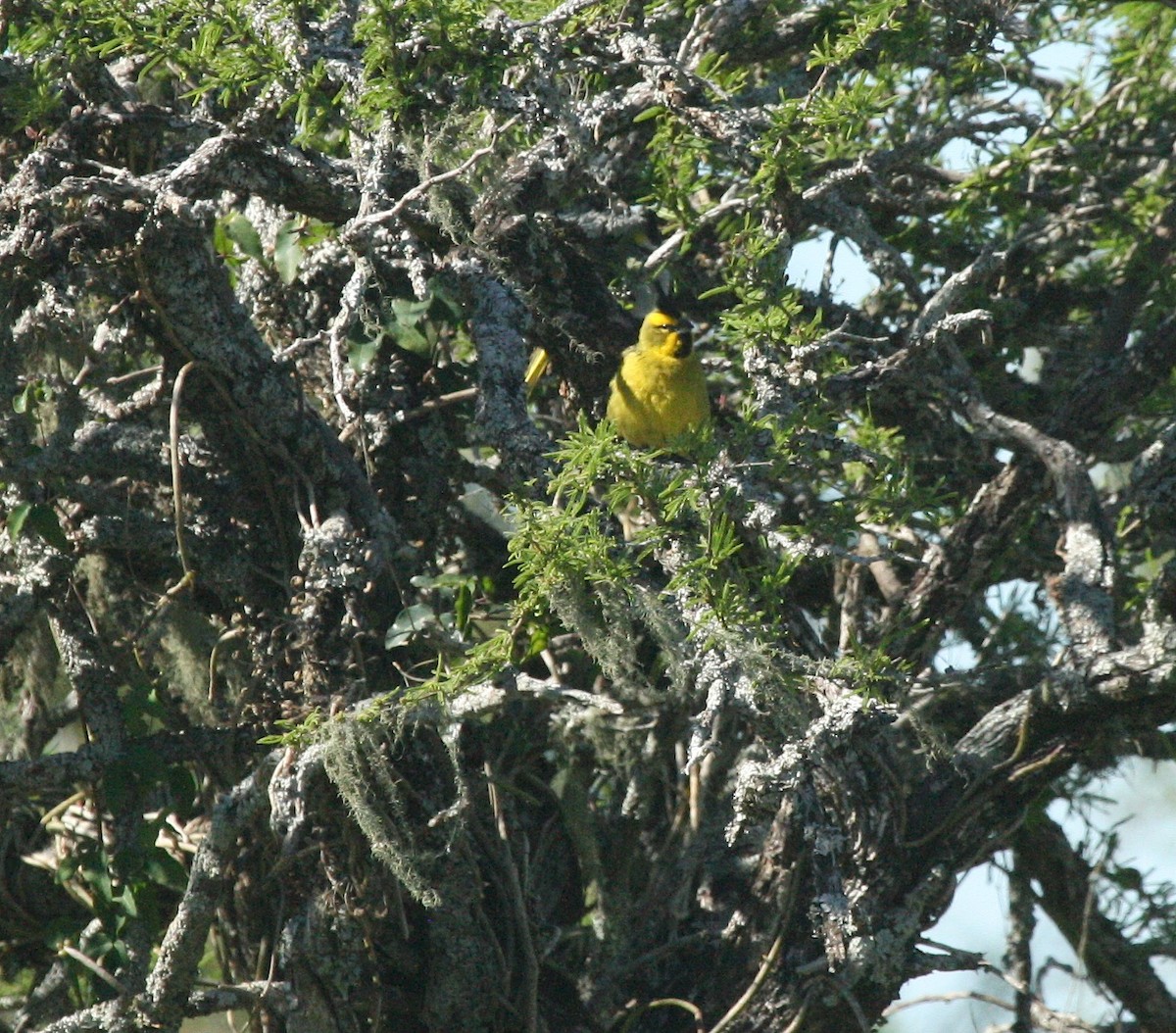 Yellow Cardinal - ML627781189