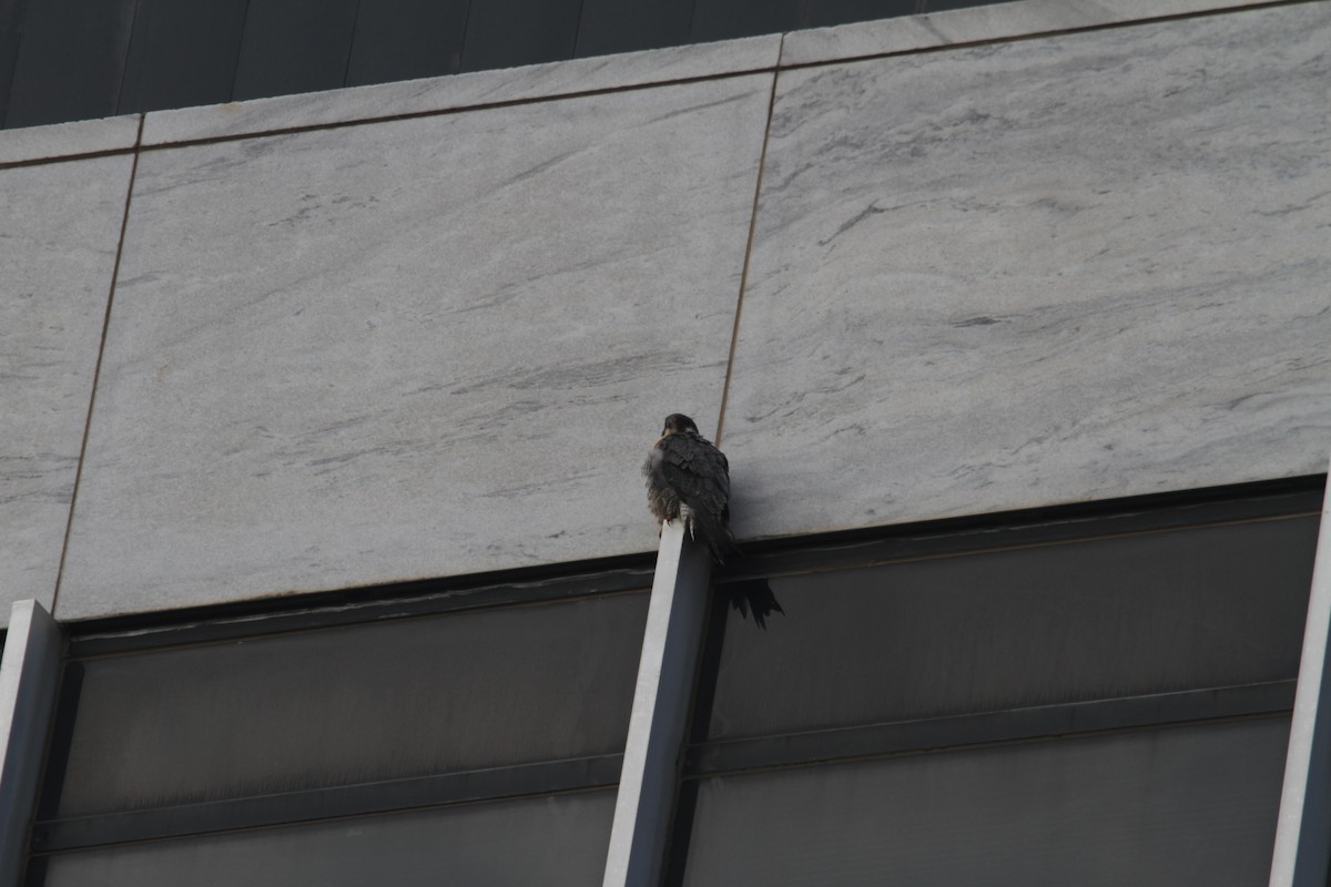 Peregrine Falcon - ML627781190