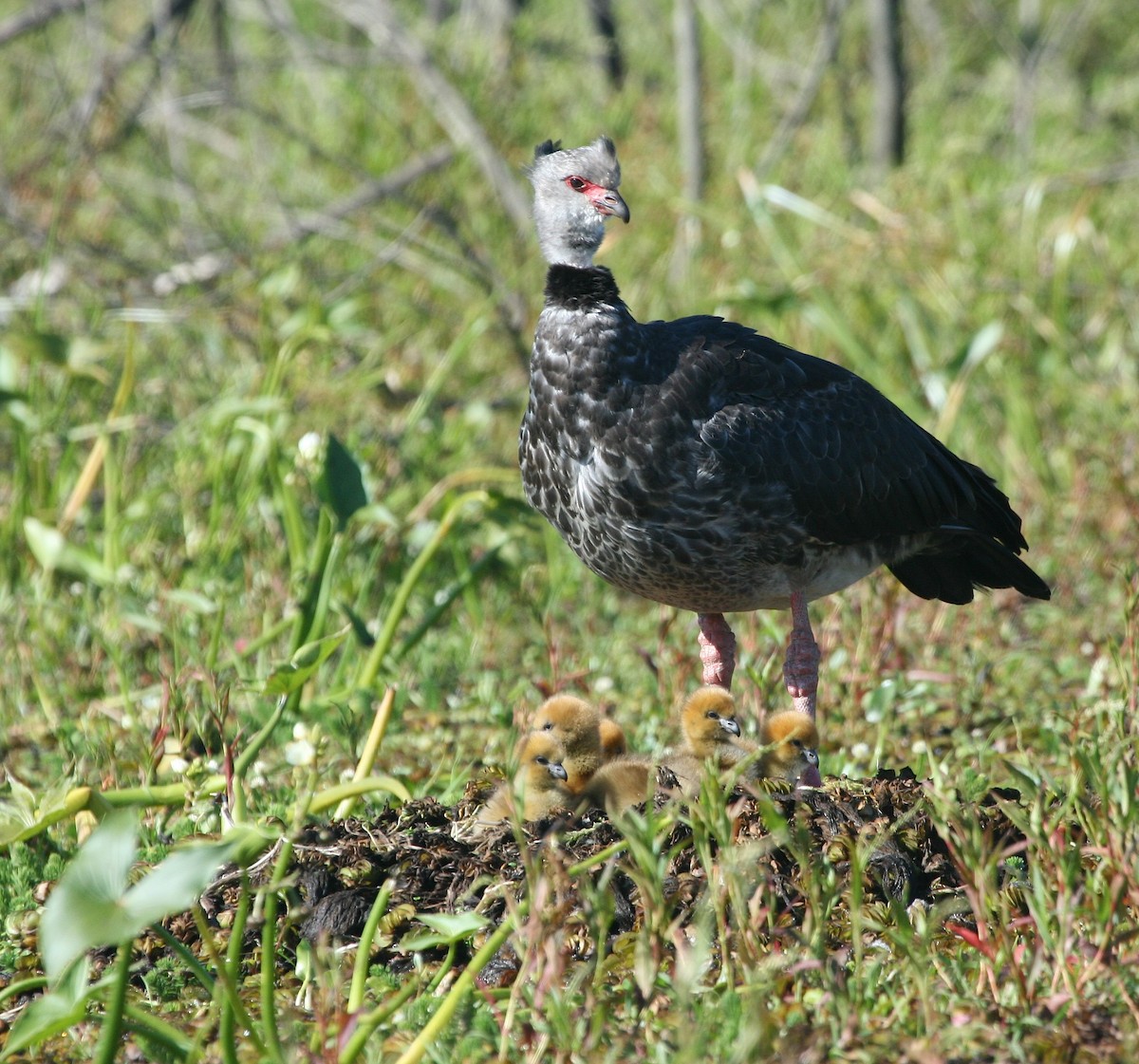 Southern Screamer - ML627781191