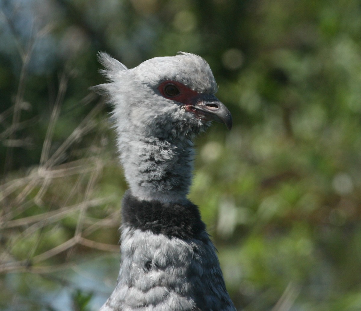 Southern Screamer - ML627781195