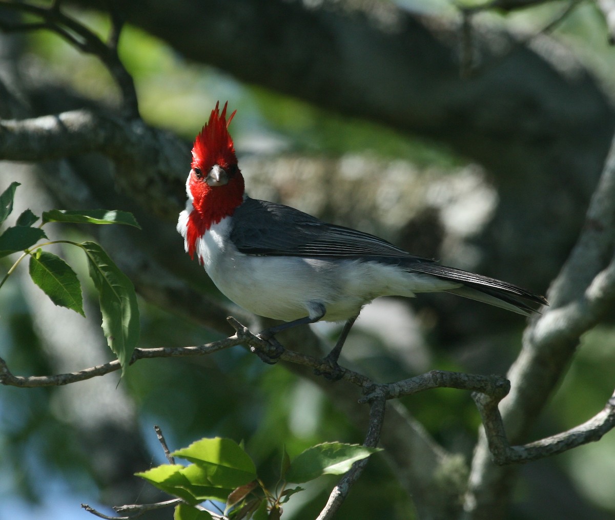 Red-crested Cardinal - ML627781205