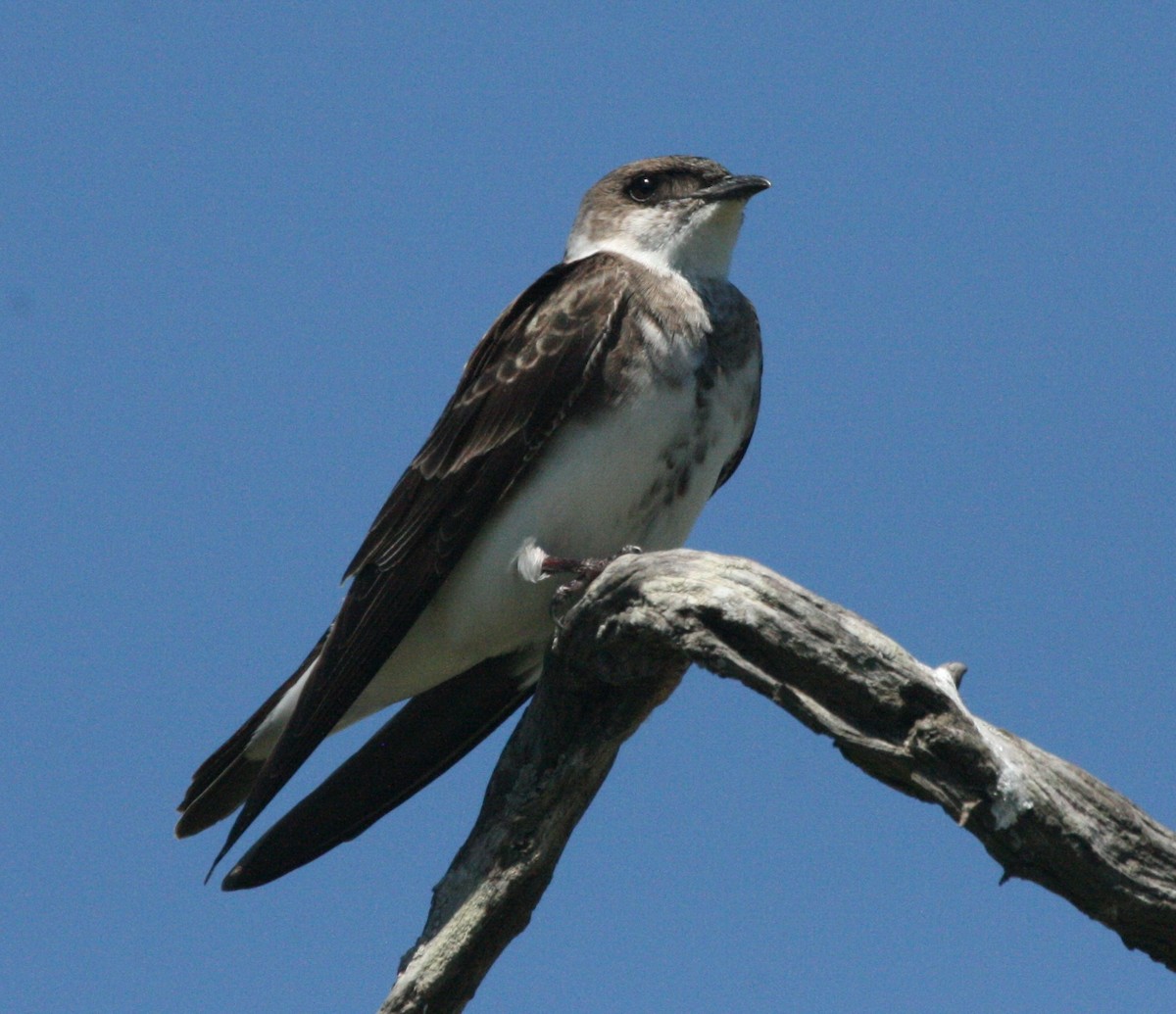 Brown-chested Martin - ML627781220