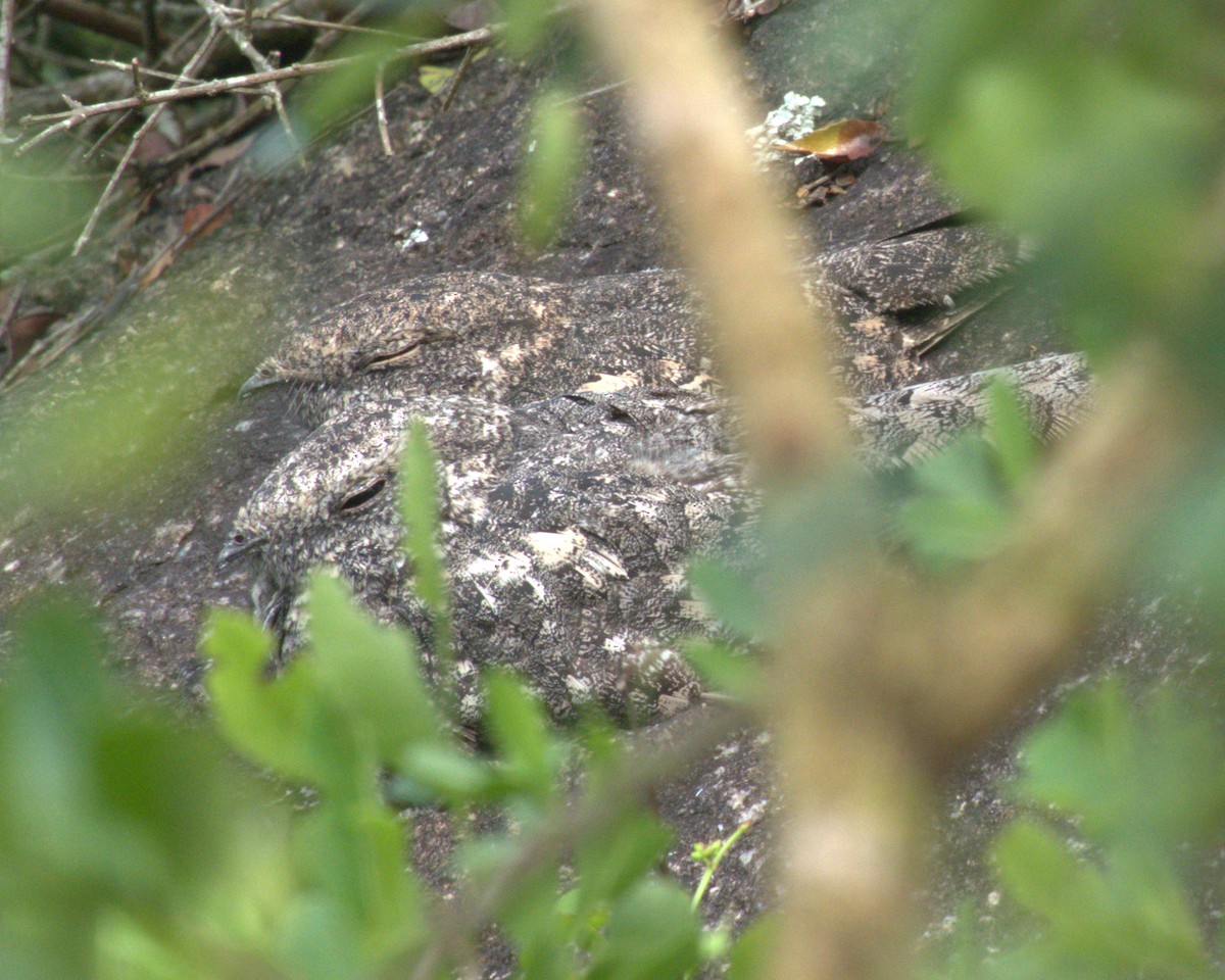 Freckled Nightjar - ML627781223