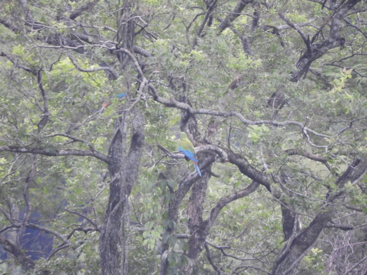Military Macaw - ML627781227