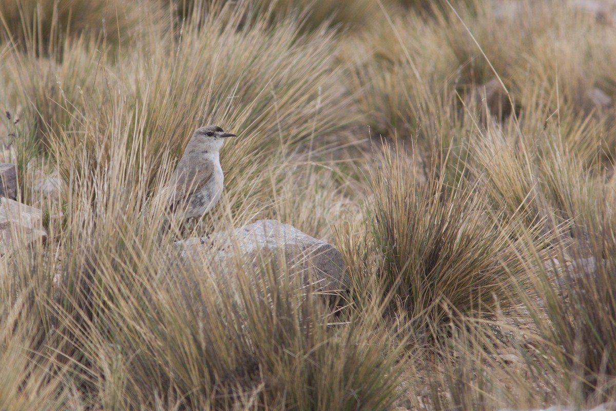 Black-fronted Ground-Tyrant - ML627781230
