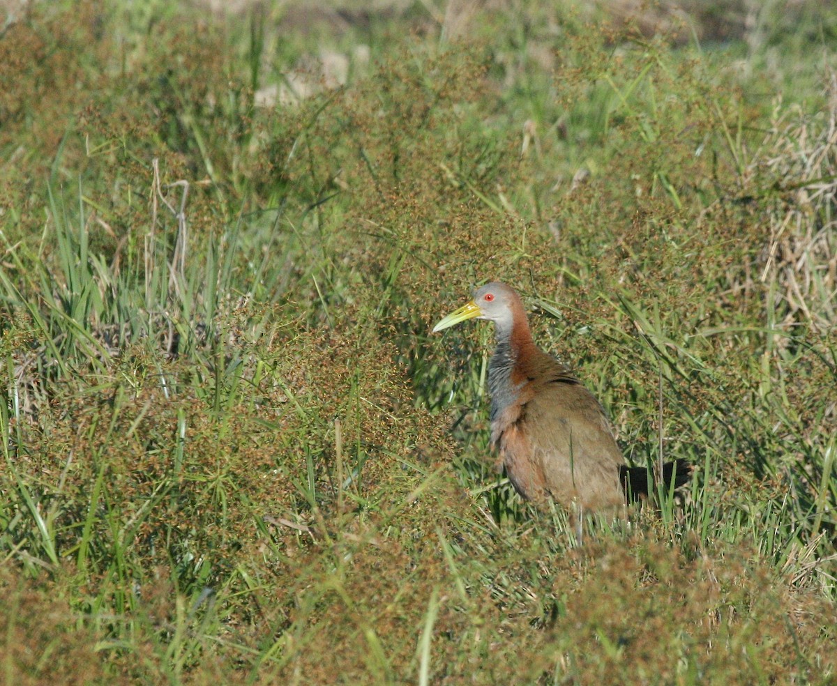 Giant Wood-Rail - ML627781246