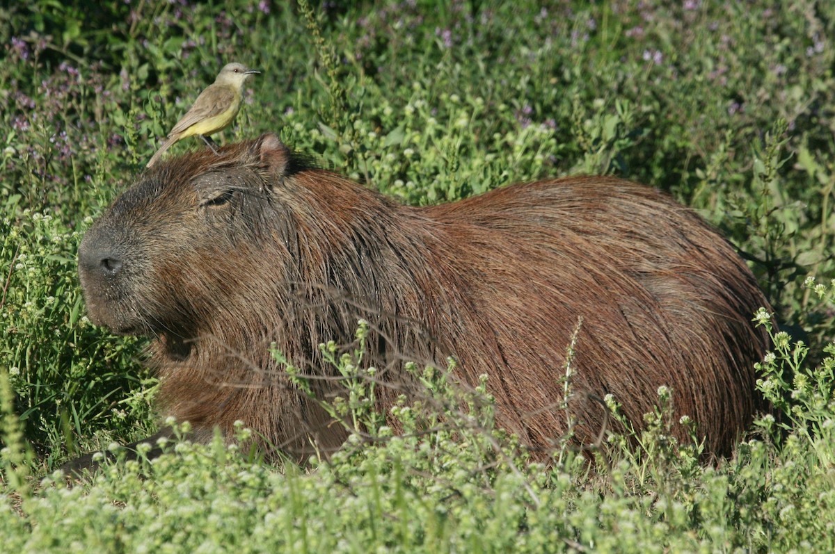 Cattle Tyrant - ML627781263