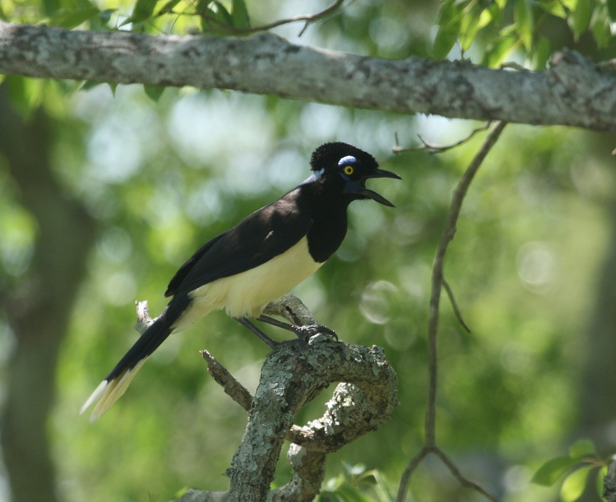 Plush-crested Jay - ML627781309