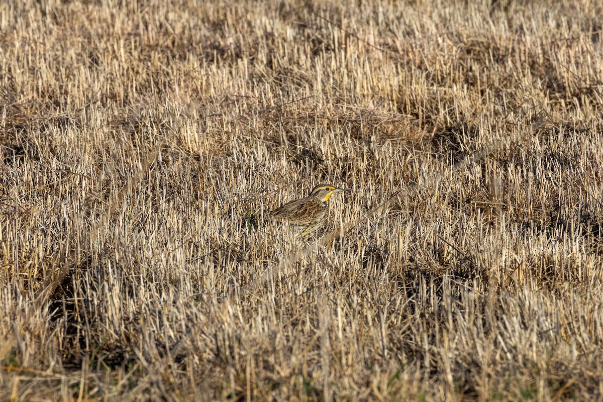 Western Meadowlark - ML627781316