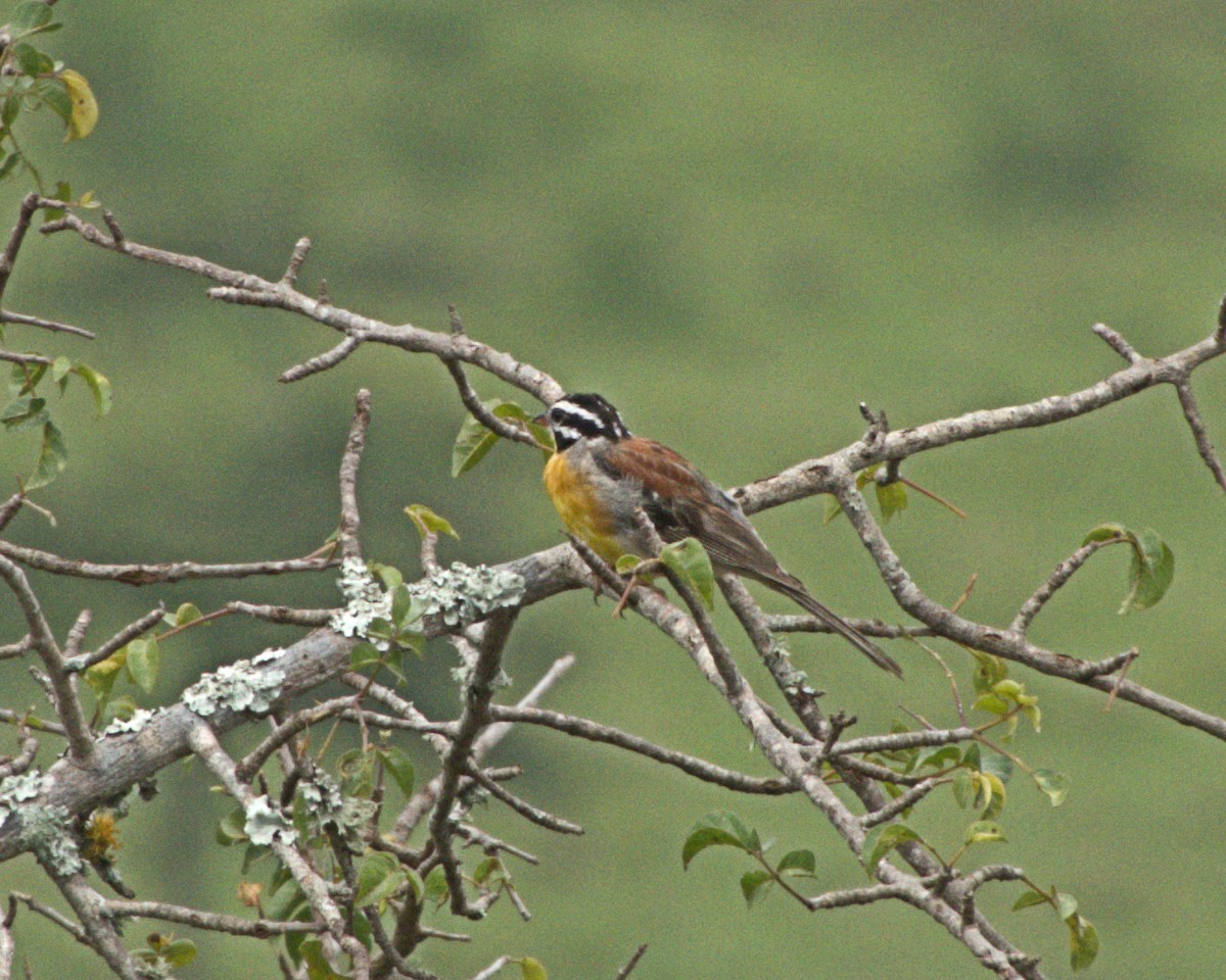 Golden-breasted Bunting - ML627781318