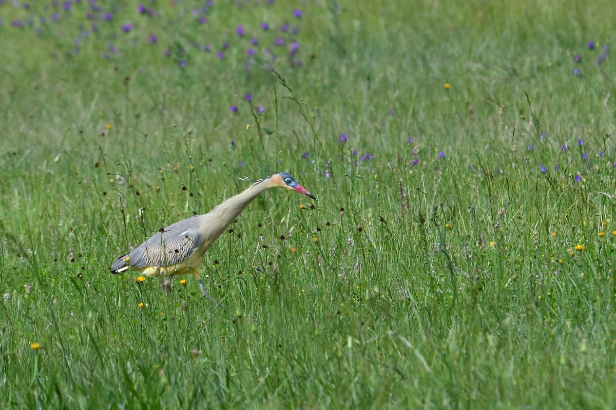 Whistling Heron - ML627781324