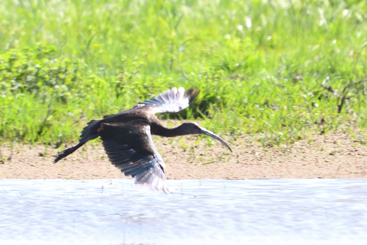 White-faced Ibis - ML627781328