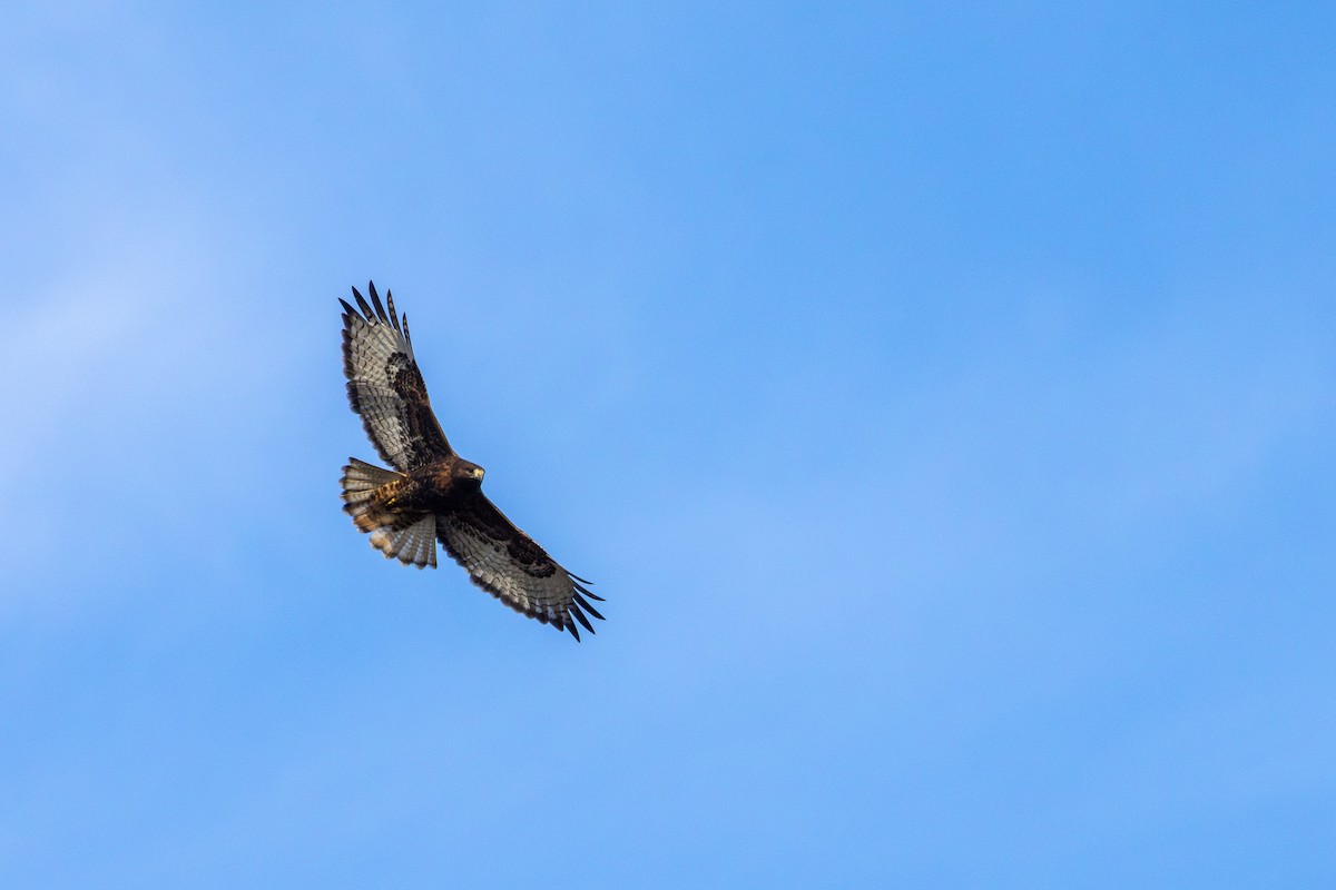 káně rudochvostá (ssp. calurus/alascensis) - ML627781333