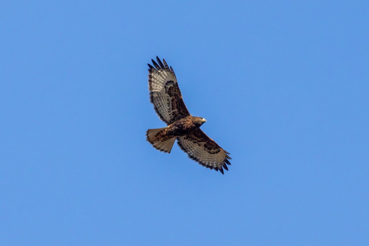 káně rudochvostá (ssp. calurus/alascensis) - ML627781334