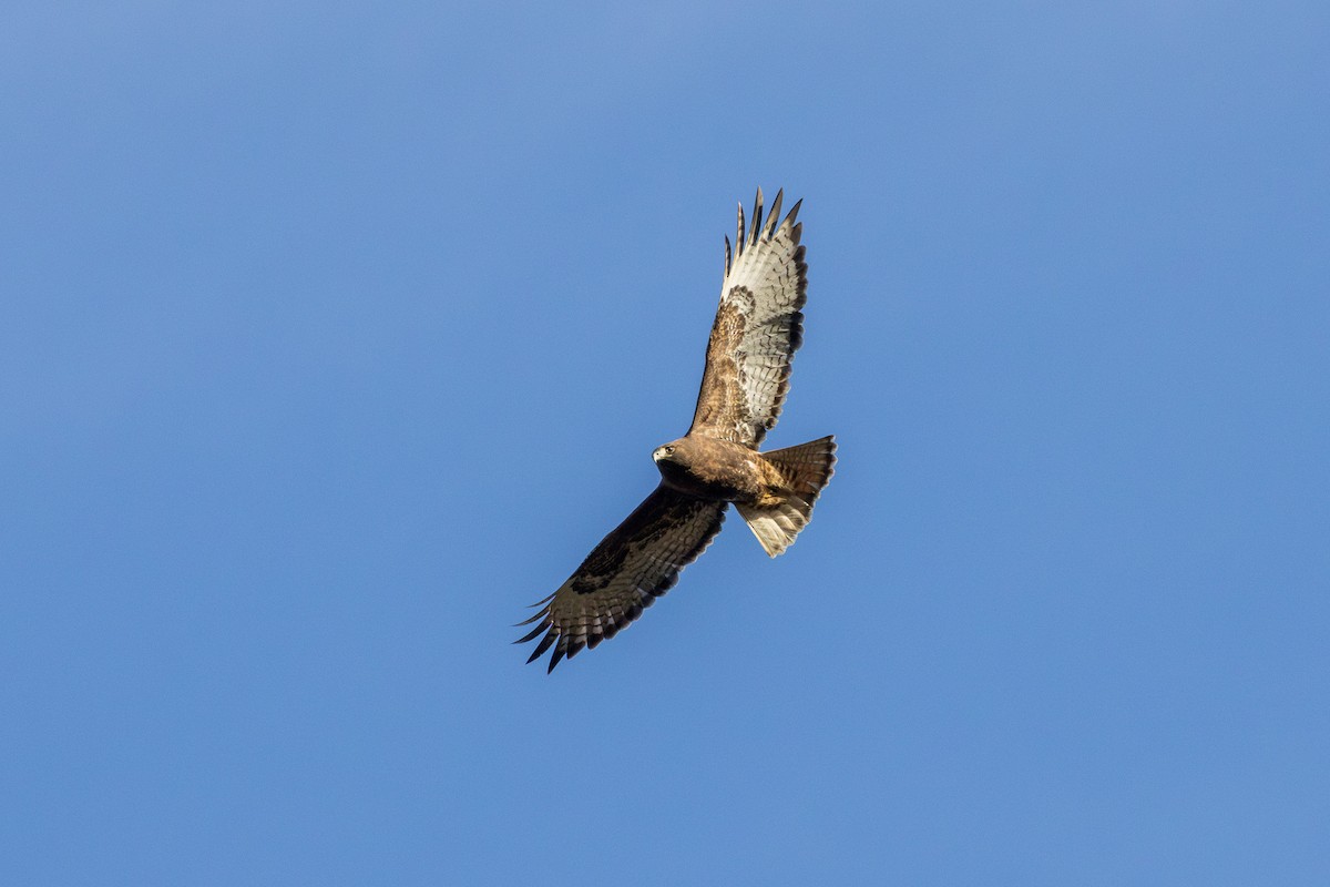 káně rudochvostá (ssp. calurus/alascensis) - ML627781335