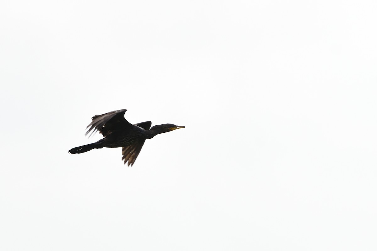 Neotropic Cormorant - ML627781336