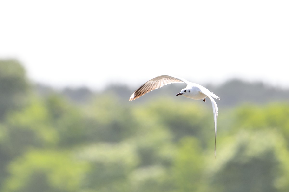 Brown-hooded Gull - ML627781342