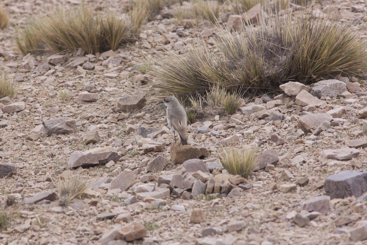 Black-fronted Ground-Tyrant - ML627781347