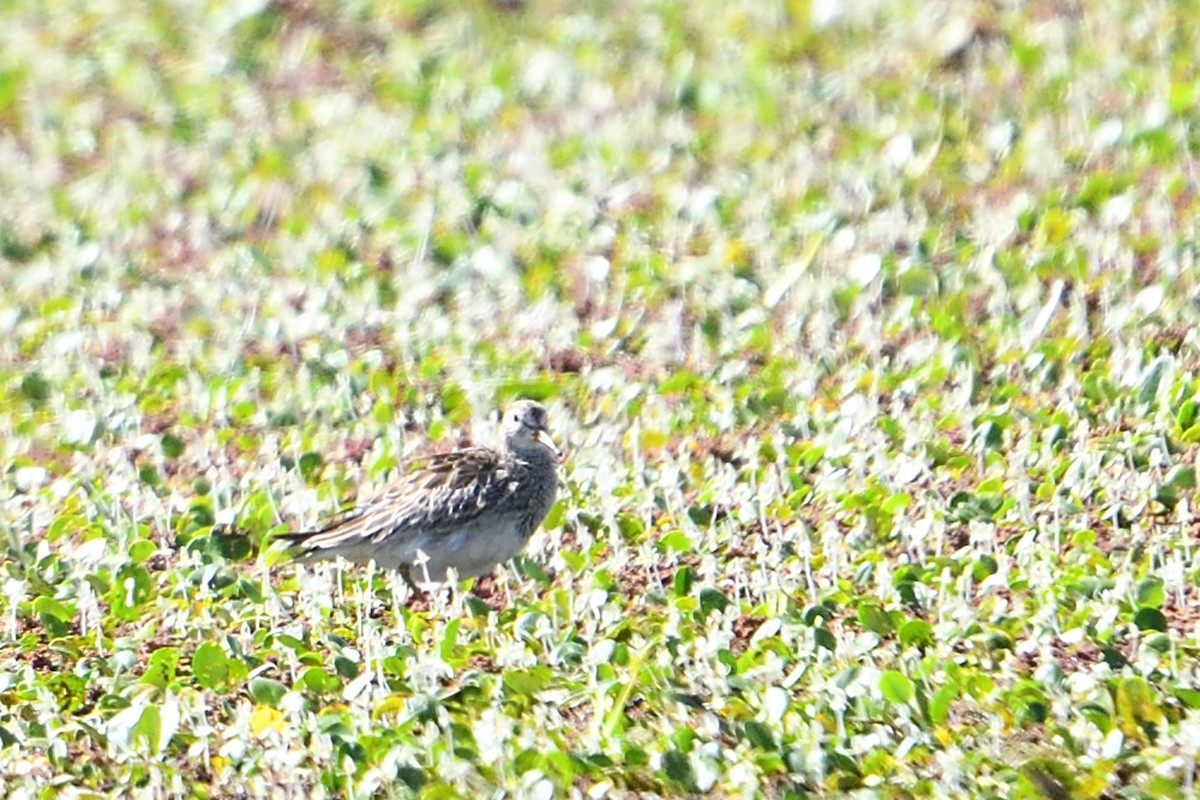 Graubrust-Strandläufer - ML627781354