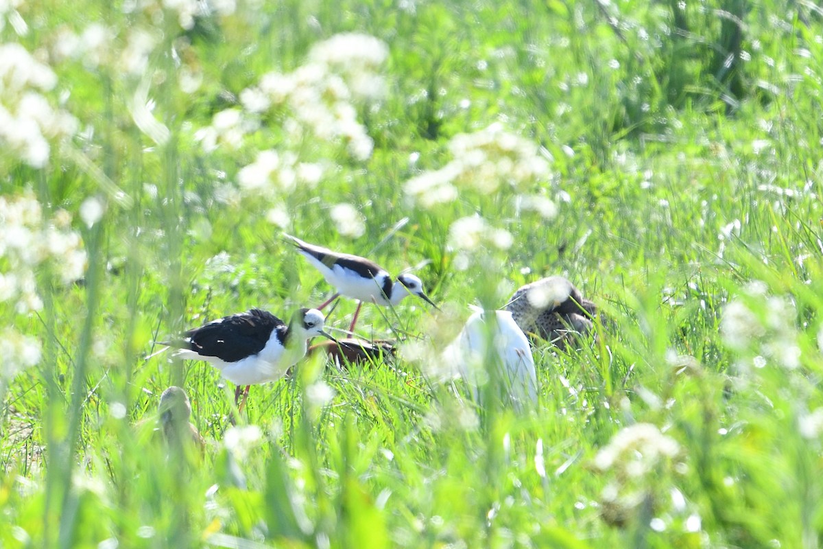 Black-necked Stilt - ML627781362