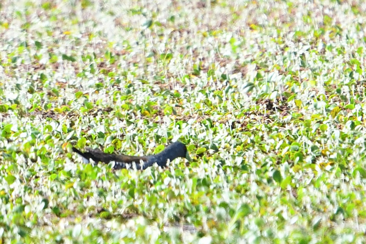 Spot-flanked Gallinule - ML627781368