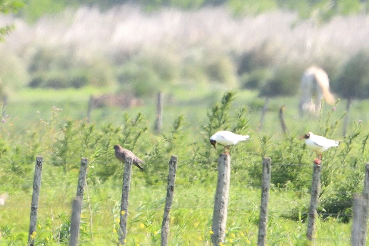 Spot-winged Pigeon - ML627781373