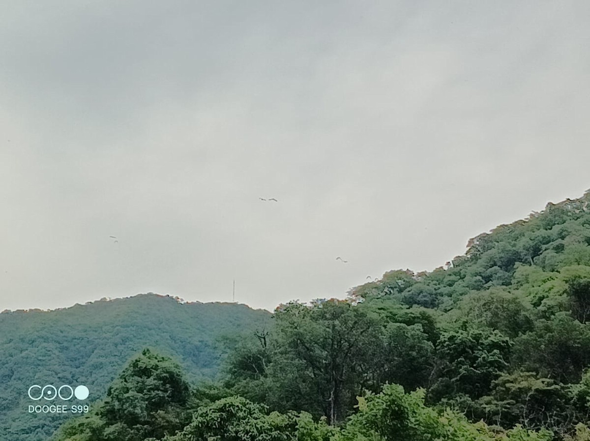 Military Macaw - ML627781406