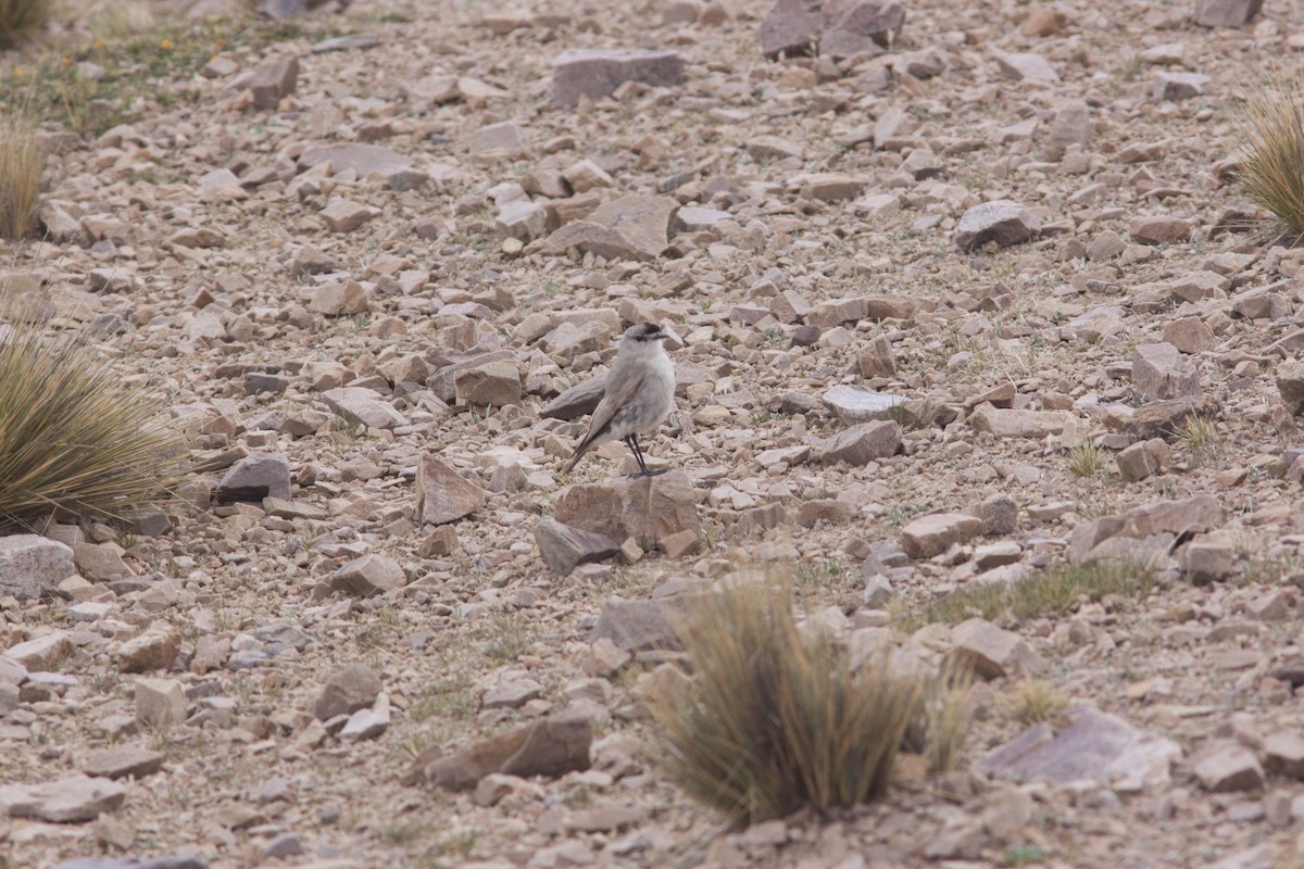 Black-fronted Ground-Tyrant - ML627781428