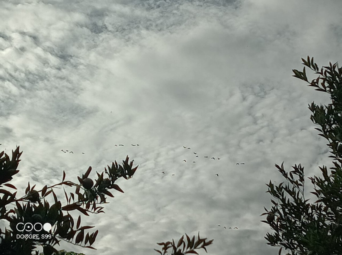 Military Macaw - ML627781467