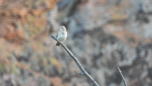 Sabota Lark - ML627781545
