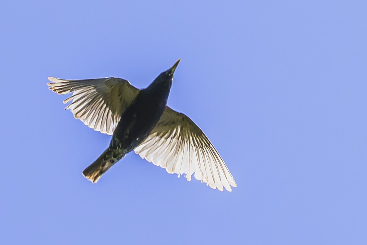 European Starling - ML627781709