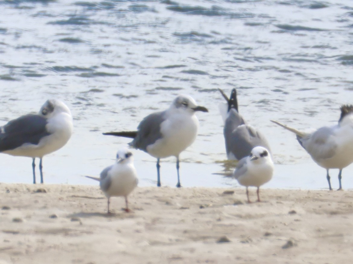 Forster's Tern - ML627781711