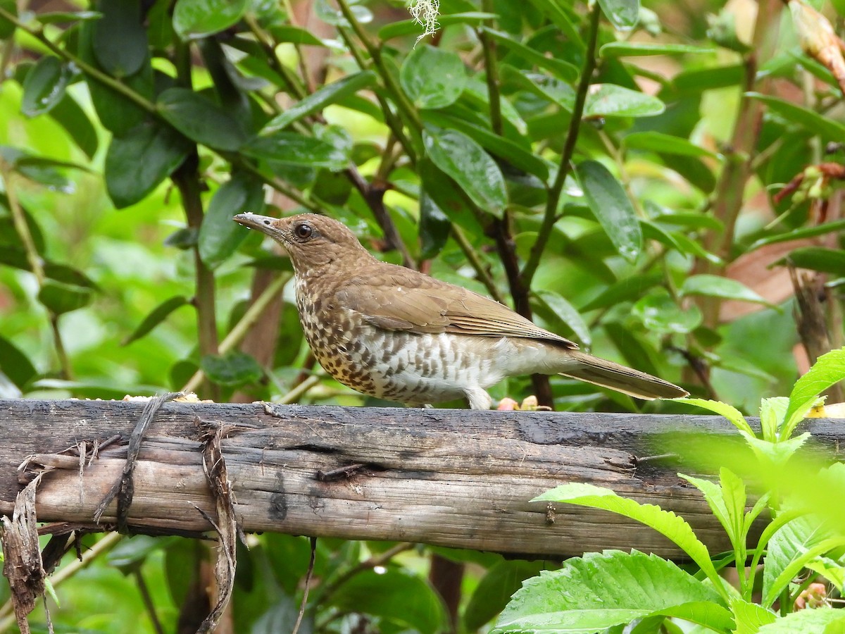 Marañon Thrush - ML627781739