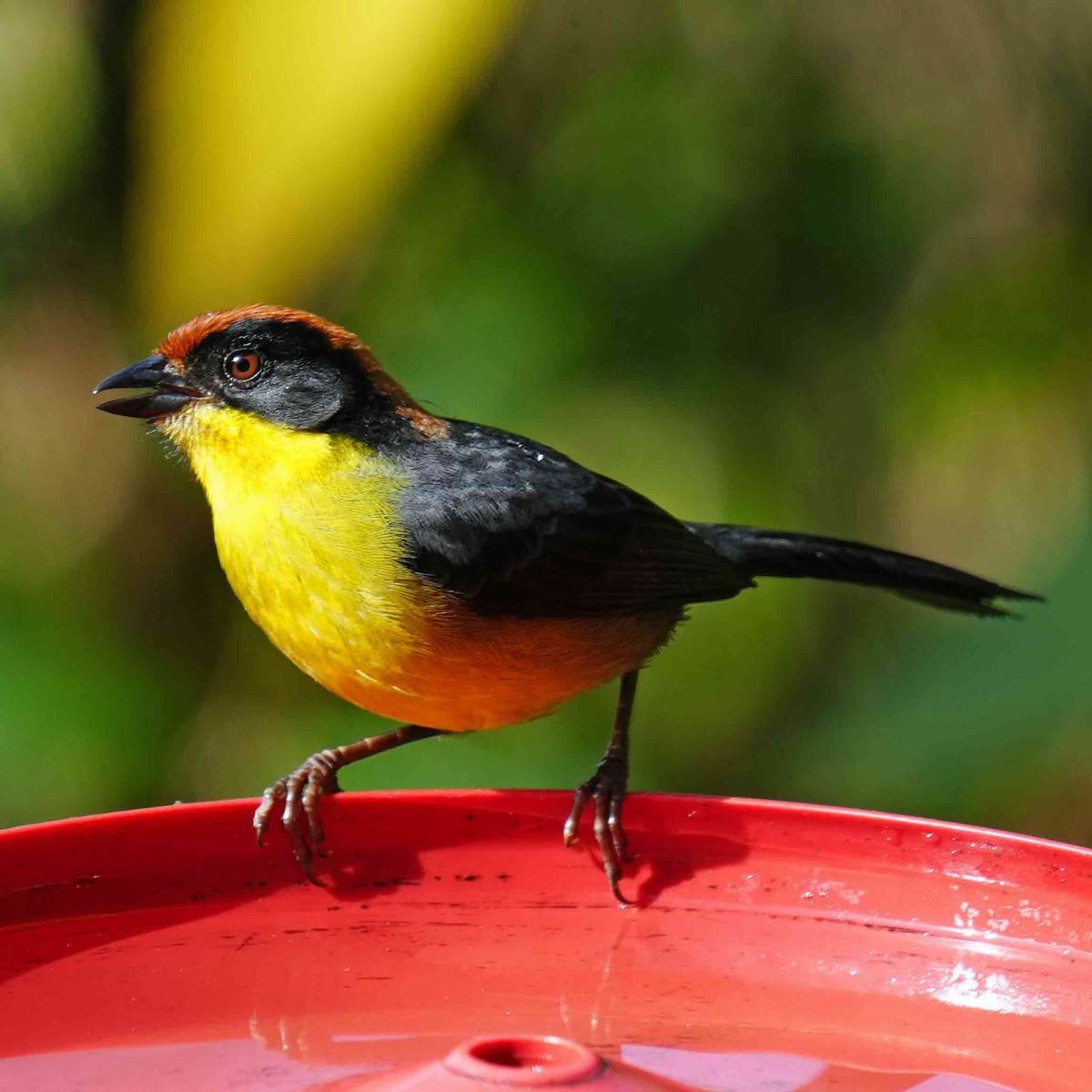 Yellow-breasted Brushfinch - ML627781754