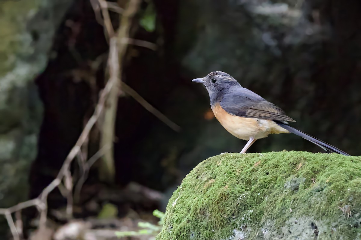 White-rumped Shama (White-rumped) - ML627781771