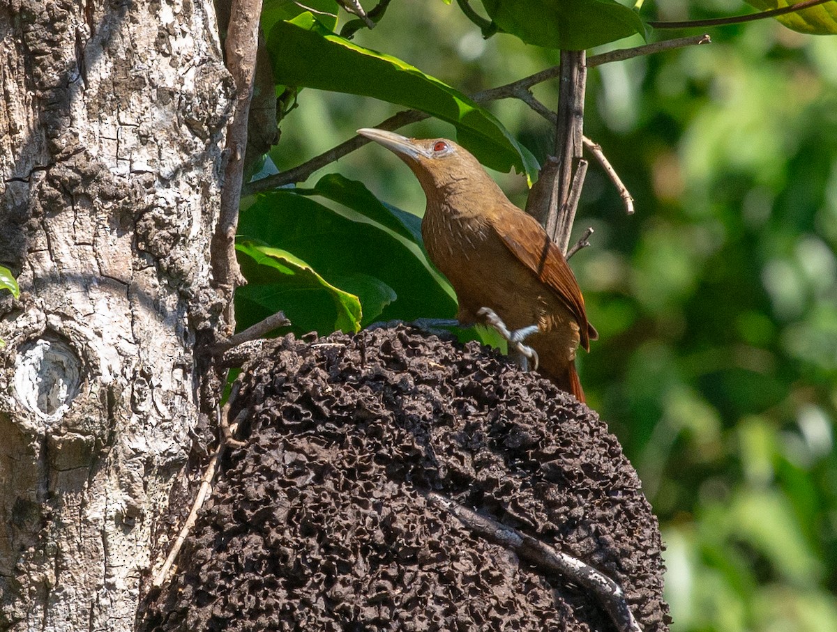 Cinnamon-throated Woodcreeper - ML627781896
